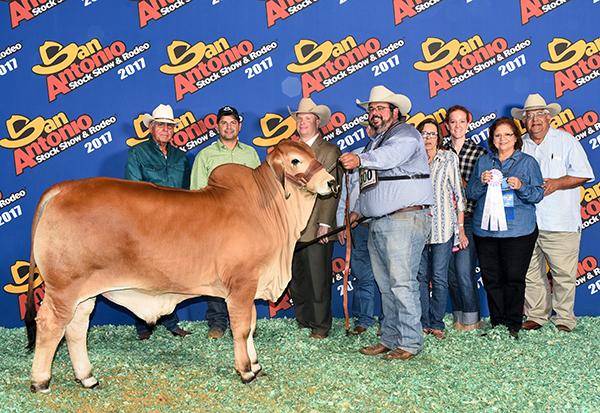 Paternal brother - double polled Champion - LMC LN Polled Pappo
