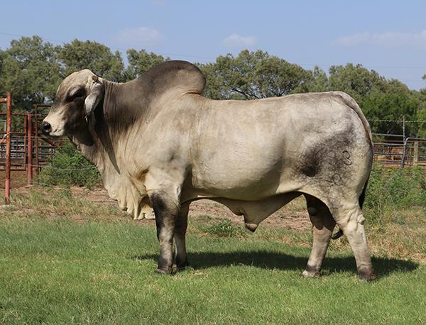 Sire - LMC Polled Madison