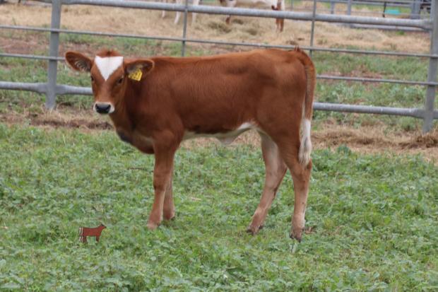 Lot 5 Heifer Calf 