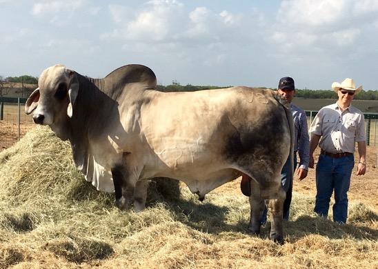  Sire to bull calves on Lots 7-10 - MR V7 733/7 (P/S) "Polled Phenom" - Full sib to V8 "Noble" 