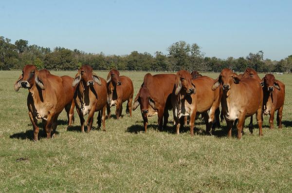 A great set of Millionnaire daughters at HK Cattle