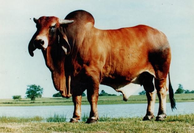 Santa Elena's 80/3 - one of Millionnaires's best sons