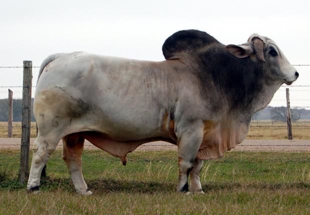  SIRE:  JDH MR BRANDON MANSO 761/3