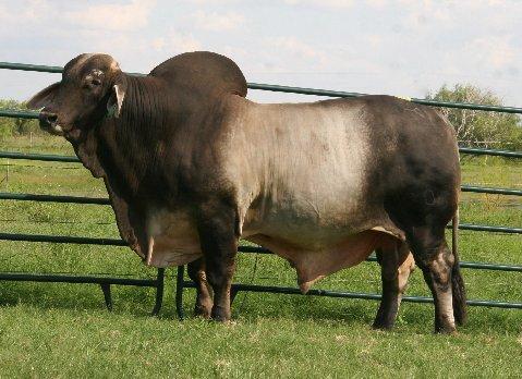 Sire - THE BEEF MACHINE LMC WFF Pistolero - semen available