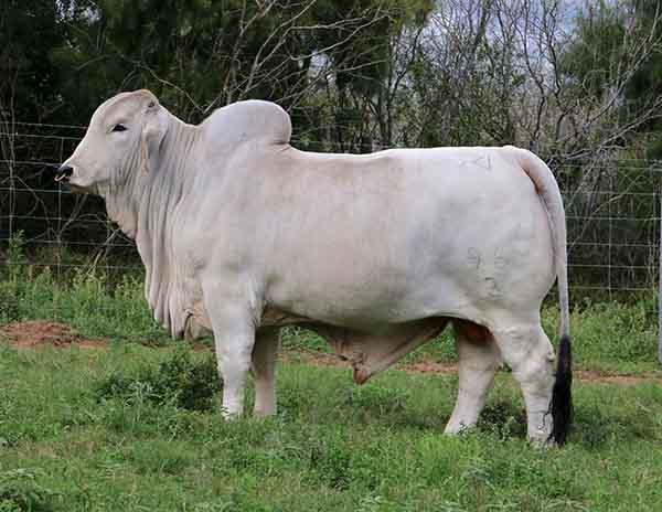 Son - the champion LMC Polled Julio - "LMC GOLDEN CROSS" - semen available