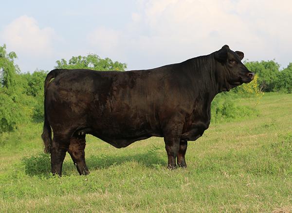 SON - LMC LF Polled Amigo that recently sold to Cain's Polled Red Brahmans from Georgia