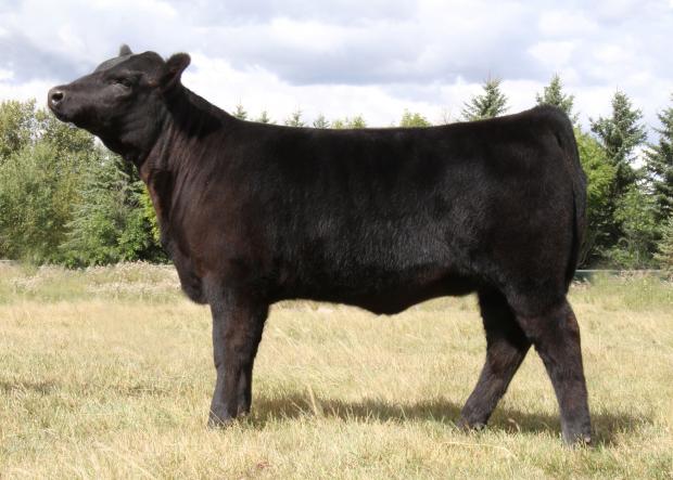 Daughter: Lot 5, Northline Precious Moment