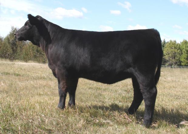 Daughter: Lot 6, Northline Classic Cut