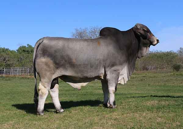 Champion service sire to Lots 6-10 - LMC LF Polled King - semen available