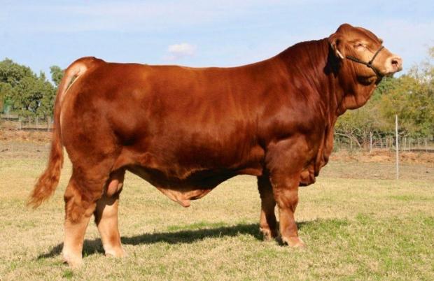 Sire - LMC Gold Medal at 11 months of age ! Semen sells as Lot 15. Buy it and raise your next herd bull !!
