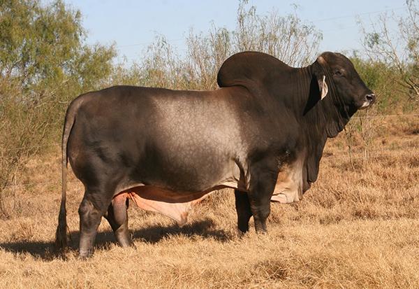 LMC POLLED ELY 69/6 (PP) - Rocky Repro