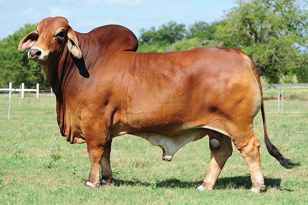 Sire - SRS Mr. Troubador 933