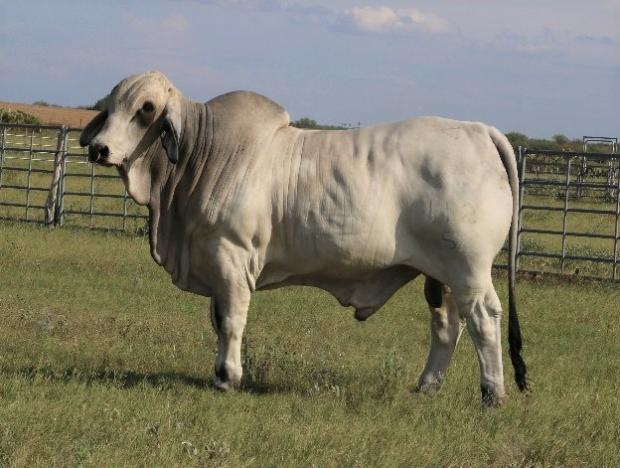 Son - Herd Bull for Frazier Cattle Co.