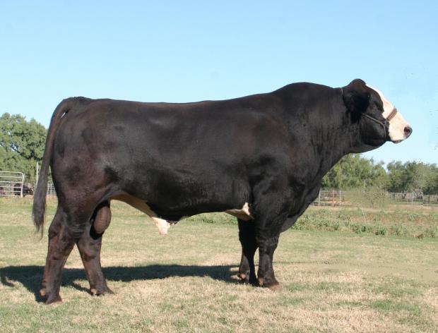 UNO is the sire of Lots 9-12 and sells as Lot 7