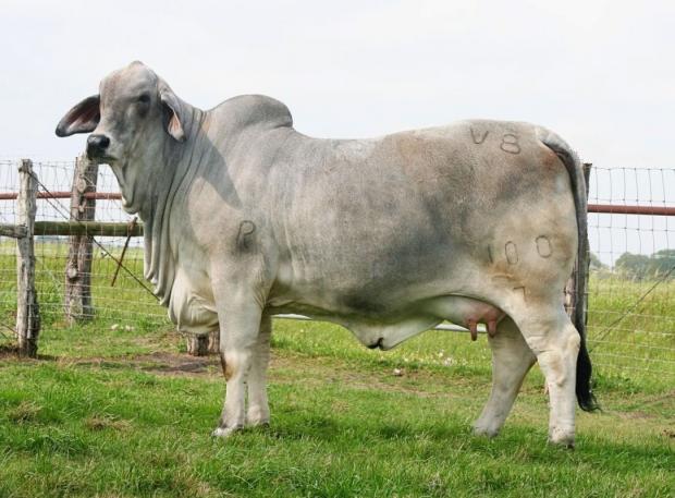 Dam - only POLLED National Champion Grey Female