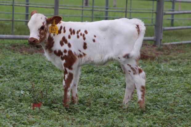Lot 9 Heifer Calf 