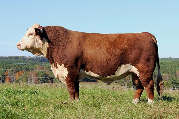 Service Sire - KCF Bennett Bloodline A260