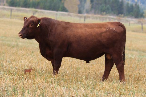 Dunn Infusion A526- Service Sire