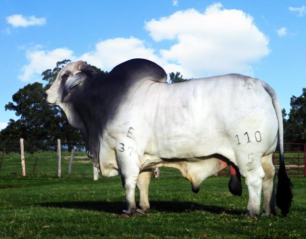 Sire : JADL REY TE 110