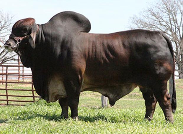 VL ROJO APACHE 1/50 - Choice Sire of Embryos