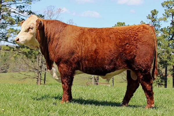 KCF Bennett Devout B716-full sib to Lot 1