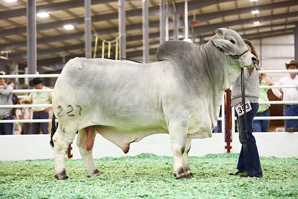 Son - Mr SNS Bandit 227/4 (owned by Schulte Cattle Co)