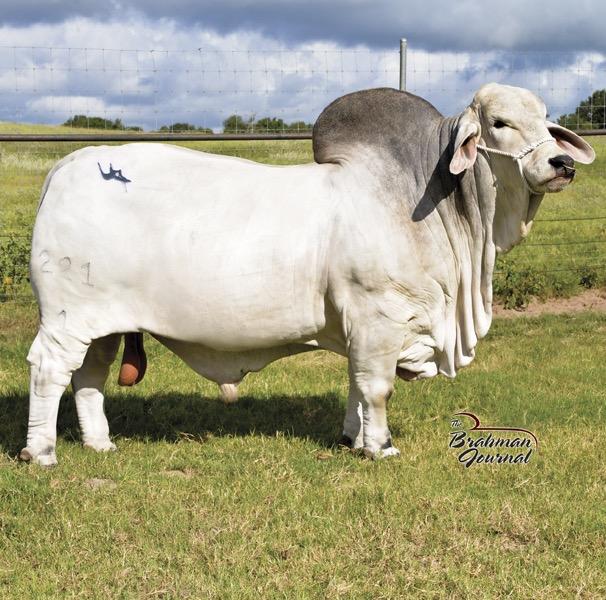 MR U4 BARRETT MANSO - Sire of Embryos