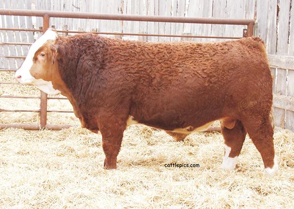 CEN RENEGADE 504R - Sire Of Embryos