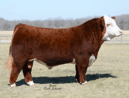 CHAC MASON 2214 - Sire of Embryos