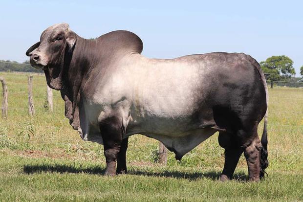  Sire: +M2 BRC Captain 518/