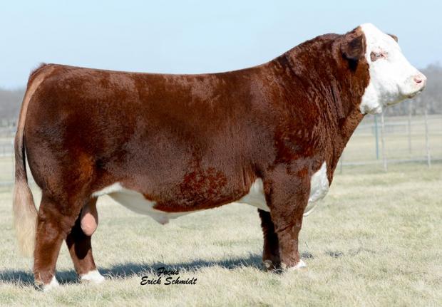 Sire - CHAC MASON 2214