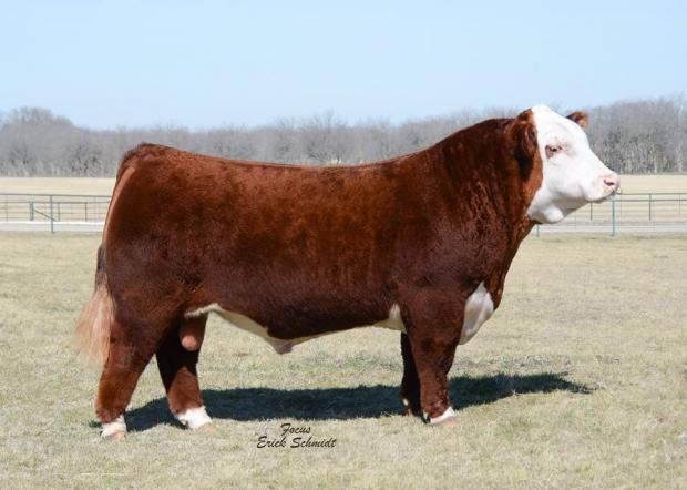 CHAC MASON 2214 - Sire