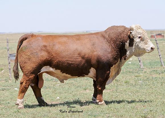 Churchill Ram 708T - Sire of Embryos