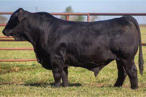 Sire -  DDD AMERICAN LEGACY 103B5