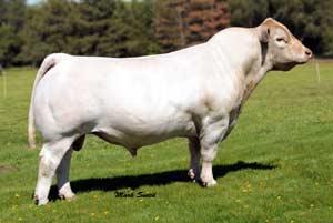 Sire - Firewater Sire - Firewater