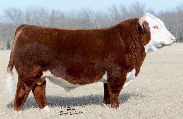 GKB 88X LARAMIE B293 - Sire