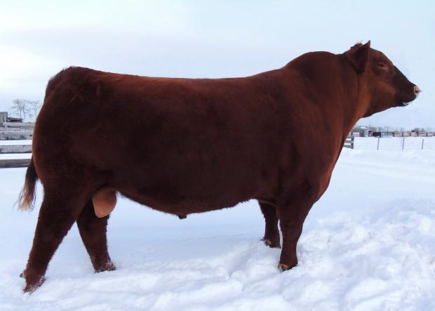 Sire or Embryos:  CRSL Goldmaster 74X