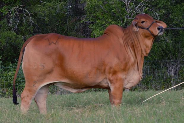 Miss WCC Gossip Girl 55/3, full sister to “Venus” and many time champion for Payton Herzog of Texas. 