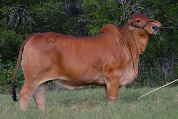 Miss WCC Gossip Girl 55/3, full sister to “Serena” and many time champion for Payton Herzog of Texas. 