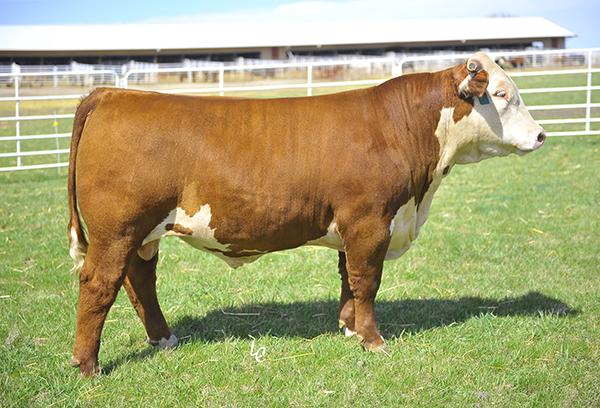 Sire - H L1 DOMINO 3053 ET 