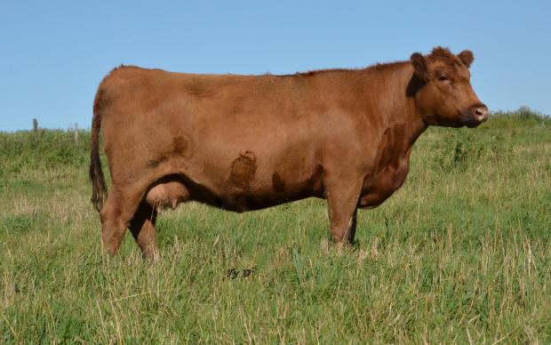 Red Ter-Ron Maggie 770T - Maternal Grand Dam of Lot 1 Red Ter-Ron Maggie 770T - Maternal Grand Dam of Lot 1