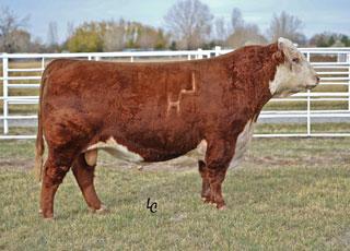 Sire - HH ADVANCE 0132X