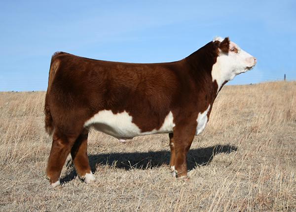 H/TSR/CHEZ/FULL THROTTLE - Sire