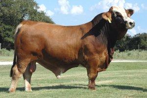 Hagans Ante Up - Sire