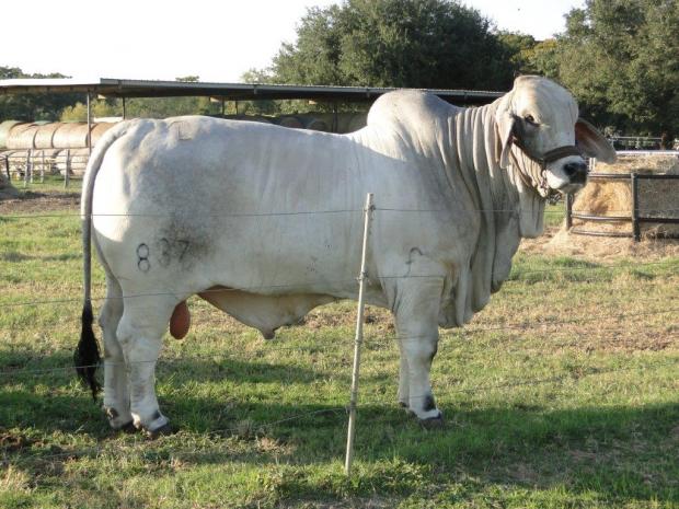 JDH MR MANSO 837 - 2 Units of Semen