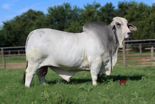 Sire - JDH Mr Manso 840