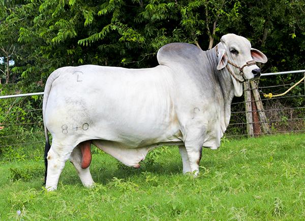 Sire: JDH MR MANSO 840 - 2015 ABBA National Grand Champion 