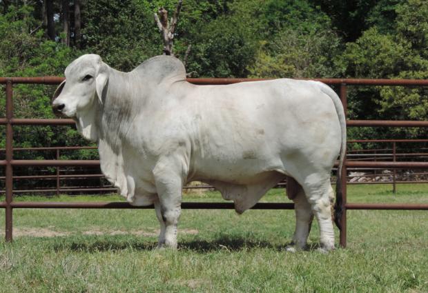 Sire: JDH Mr Manso 49/6