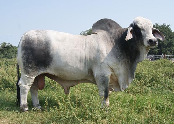 JDH MR MANSO 105 - 2 Units of Semen