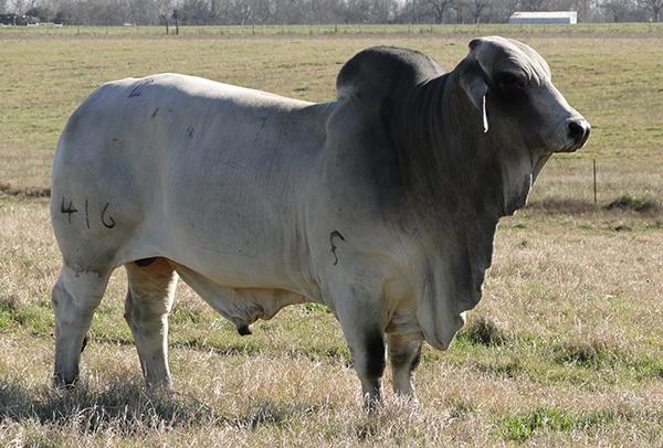 JDH MR MANSO 414 - 2 Units of Semen